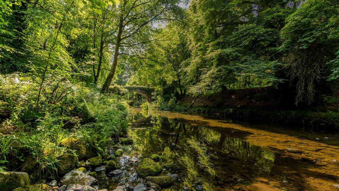 Mourne Park river and bridge lined by trees