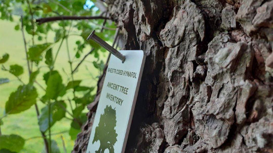 Ancient tree inventory sign on a tree trunk