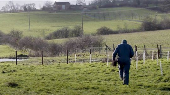 Tree planting on a grazing farm