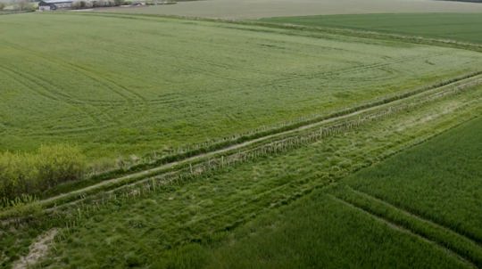 Hedge row of trees planted next to arable crop field with grass boarder