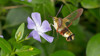 Broad bordered bee hawkmoth