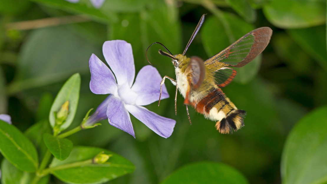 Broad bordered bee hawkmoth Broad bordered bee hawkmoth