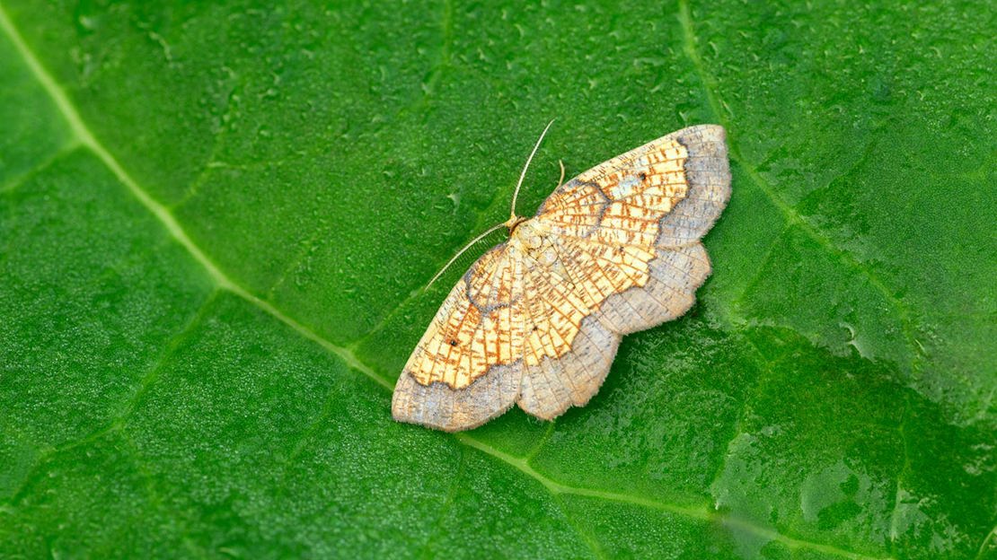 Dark bordered beauty moth resting on leaf