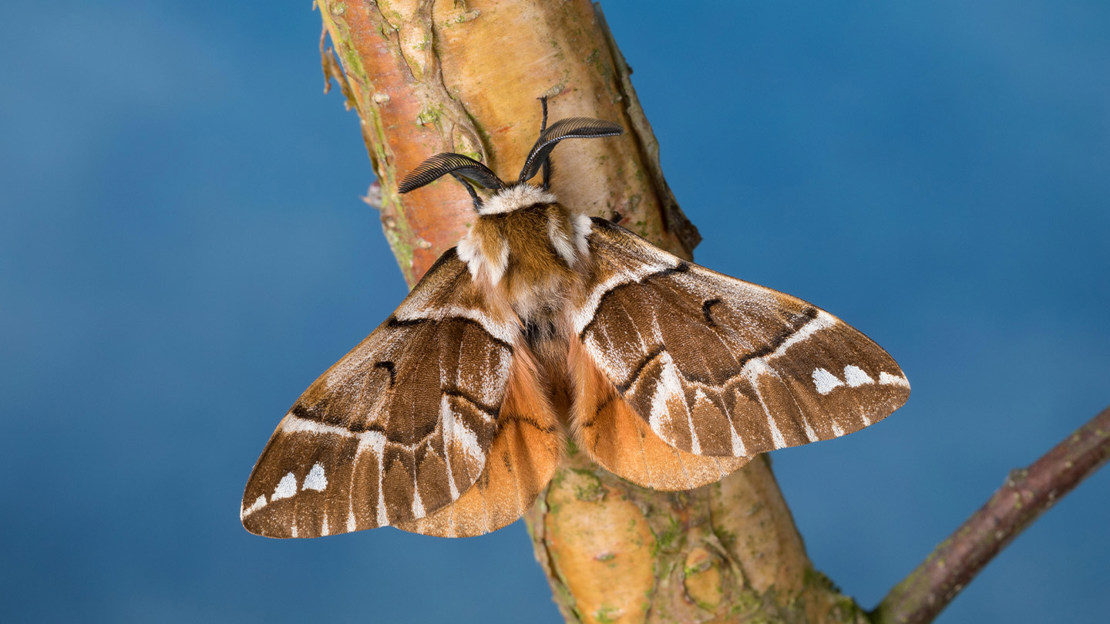 Kentish Glory Butterfly