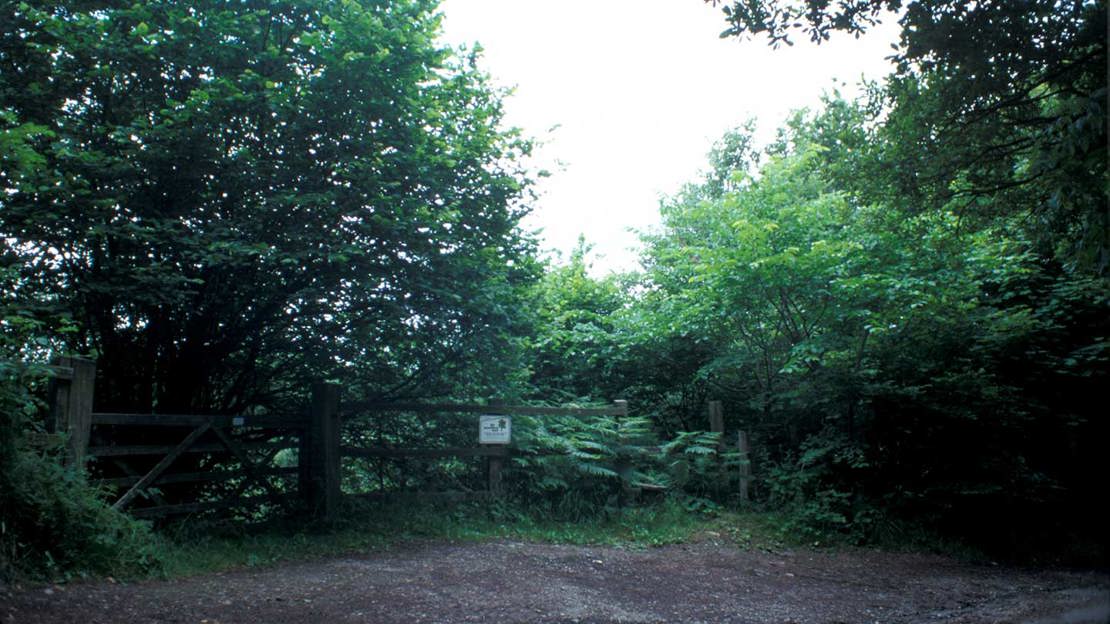 Path in woodland looking up through trees at sky