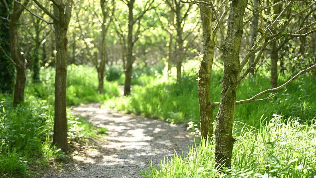 Surfaced path through trees with sunshine