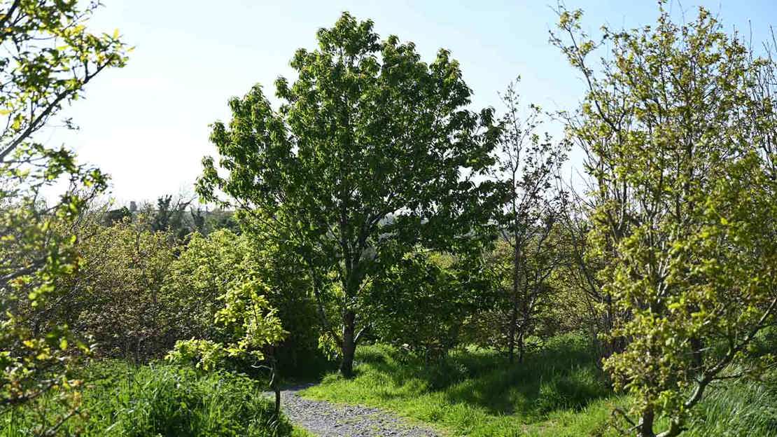Open canopy with a path leading past trees