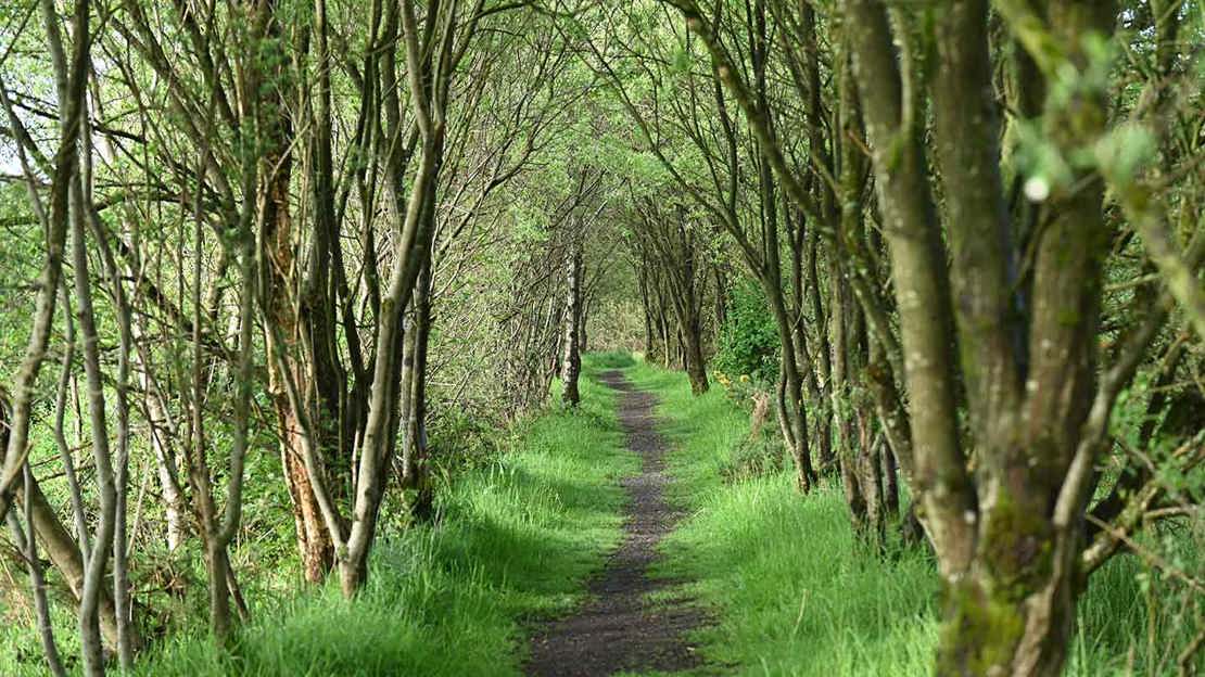 Path bordered by trees and green grass
