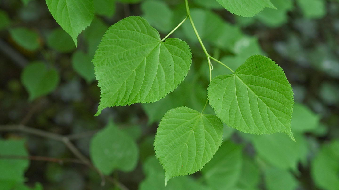 american linden tree leaves