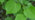 Large-leaved lime leaves