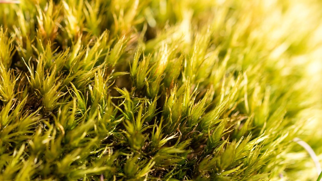 close up of yellow, green coloured Dicranella heteromalla moss