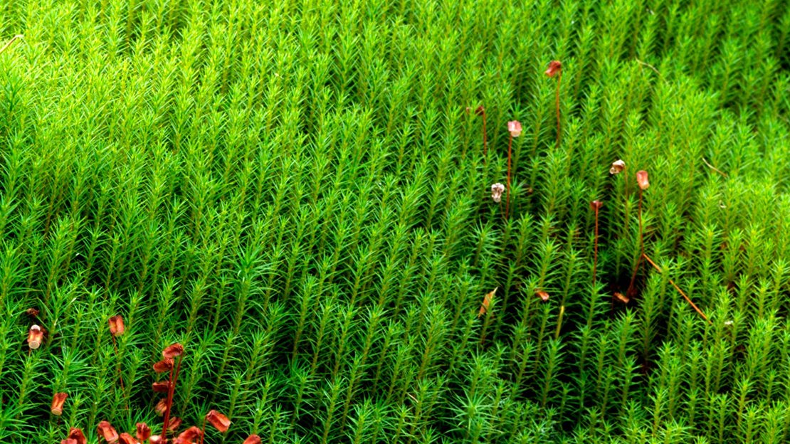 Common Haircap moss; green, with tough, red, wiry shoots bearing narrow, toothed, spear-headed leaves.