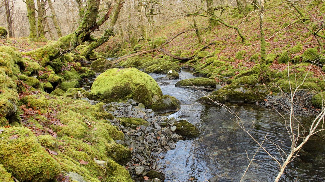 Moss covering riverside trees and rocks