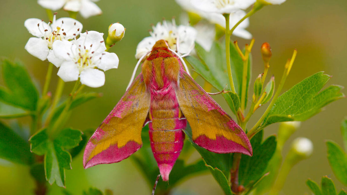 Elephanmt Moth Elephant Hawk-Moth: Caterpillar and Lifecycle - Woodland Trust