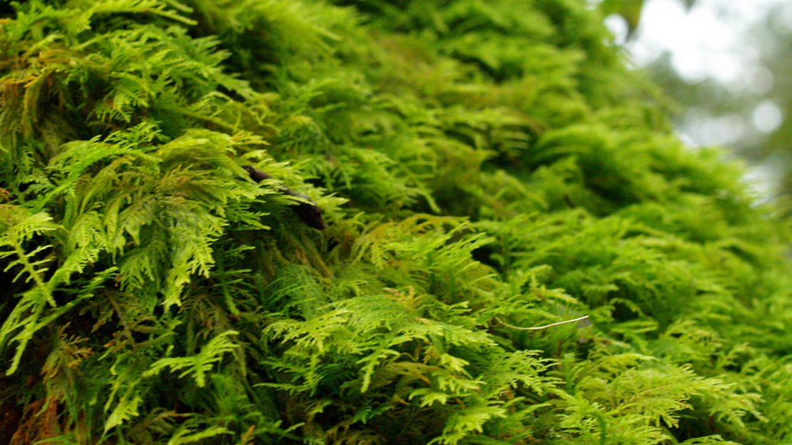 Green Thuidium Tamariscinum moss