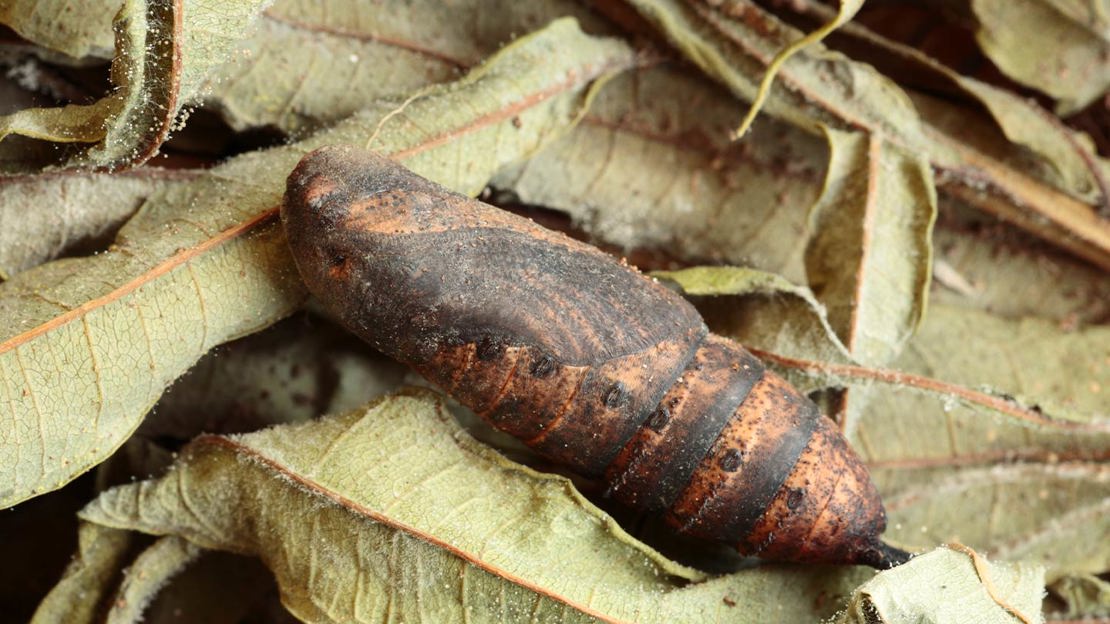 Elephant hawkmoth pupa on dead dry leaves