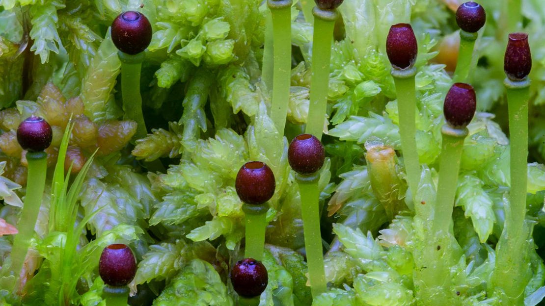 Sphagnum Moss in fruit at Coed Llennyrch