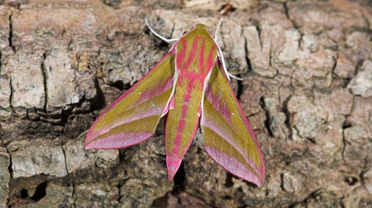 Yellow and pink Elephant hawkmoth resting on tree trunk bark