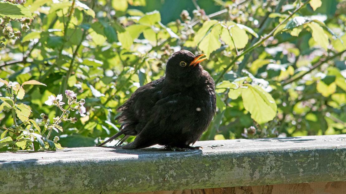 Blackbird at rest on a wall, basking in the sun