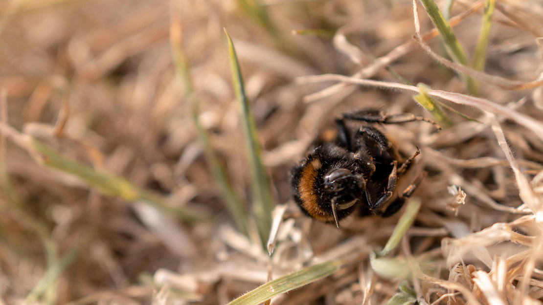 Grass is turned brown and a bumblebee is found dead. Heatwave with very dry weather continues in the UK.