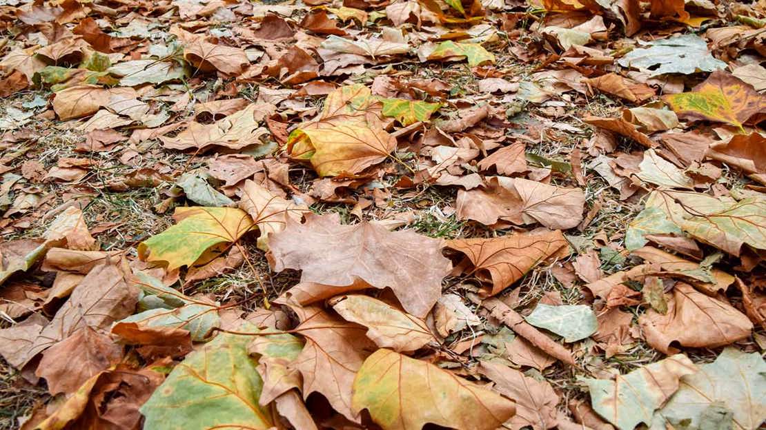 Fallen leaves resembling autumn created by heatwaves and drought. Causing trees to shed leaves
