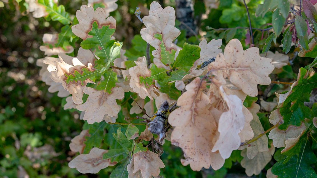 Leaves on an oak tree turn brown due to heatwave and high temperatures