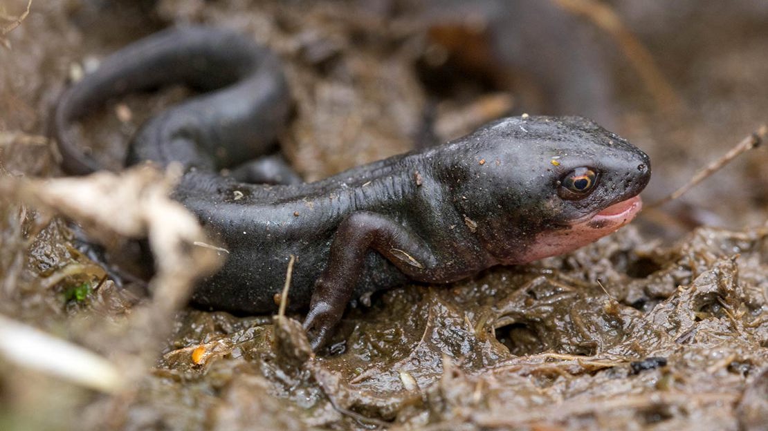 Palmate Newt with its mouth open