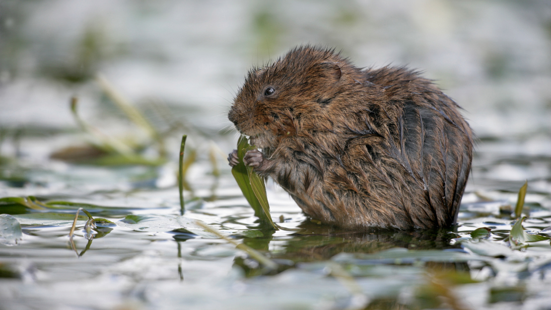 Water vole eating pond leaves