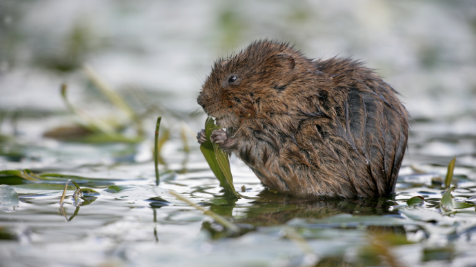 Water vole eating pond leaves