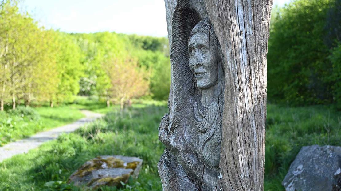 A carving of a woman's face and torso in a tree trunk