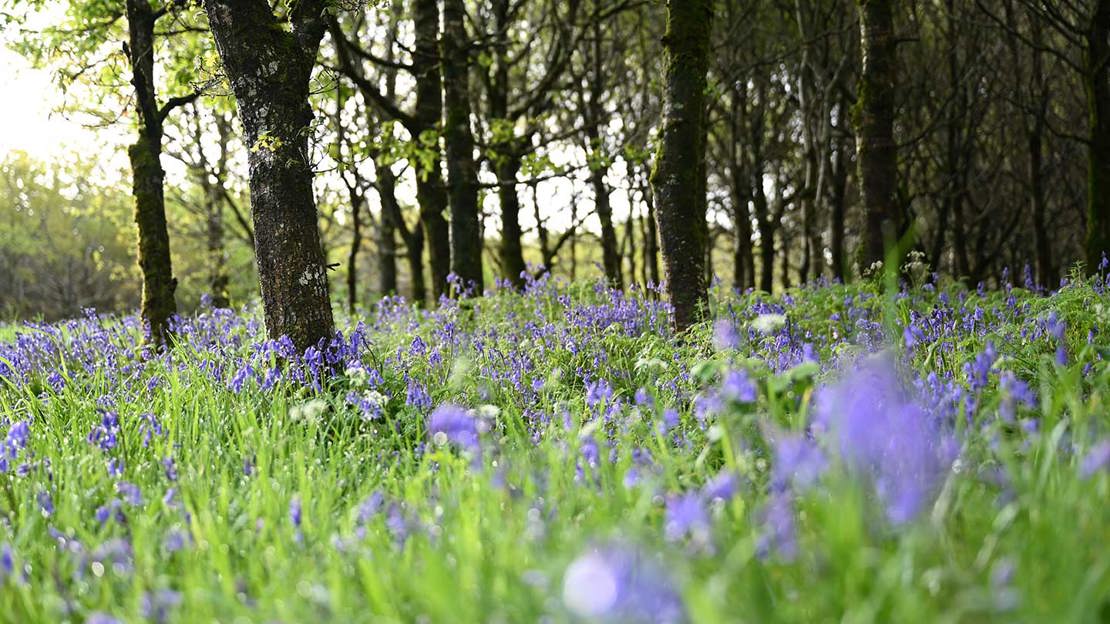 Trees surrounded by bluebells and grass