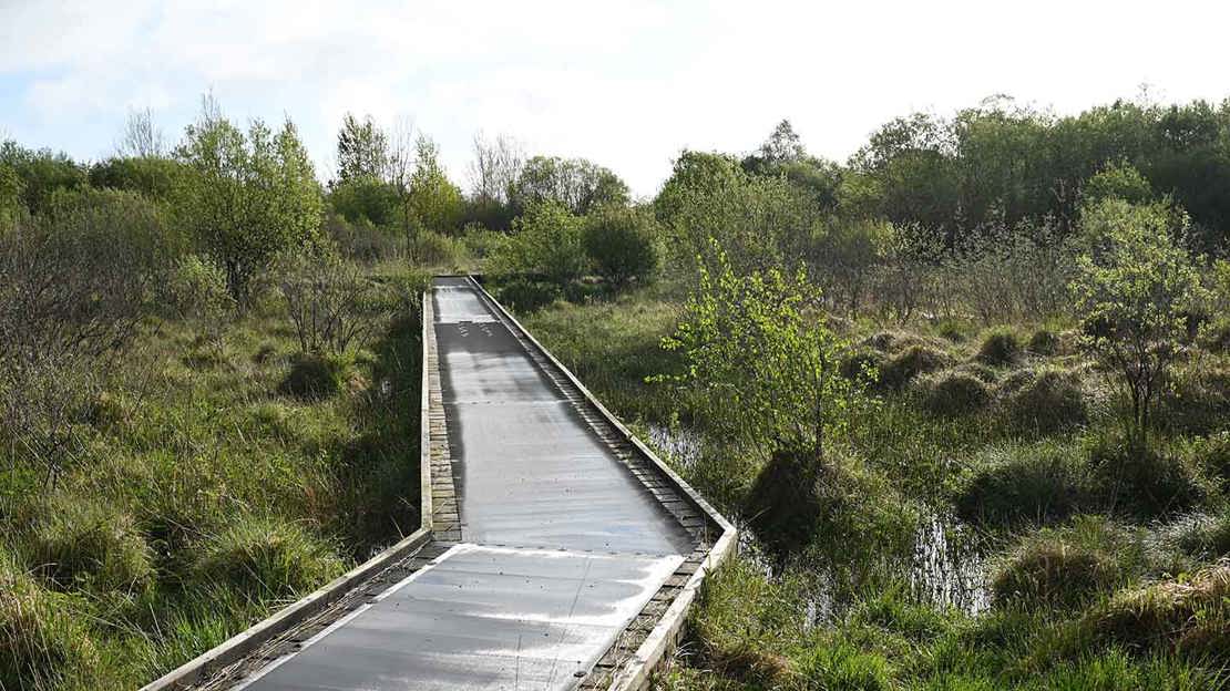 Wooden boardwalk winding through a boggy area with moss and small trees