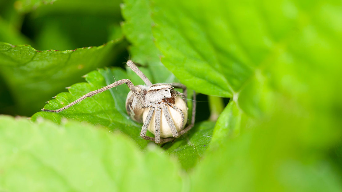 A nursery web spider carrying an egg sac under its body