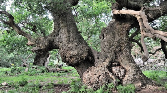 How we take care of ancient and veteran trees - Woodland Trust