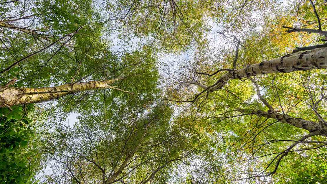 Looking up at the tree canopy and the blue sky