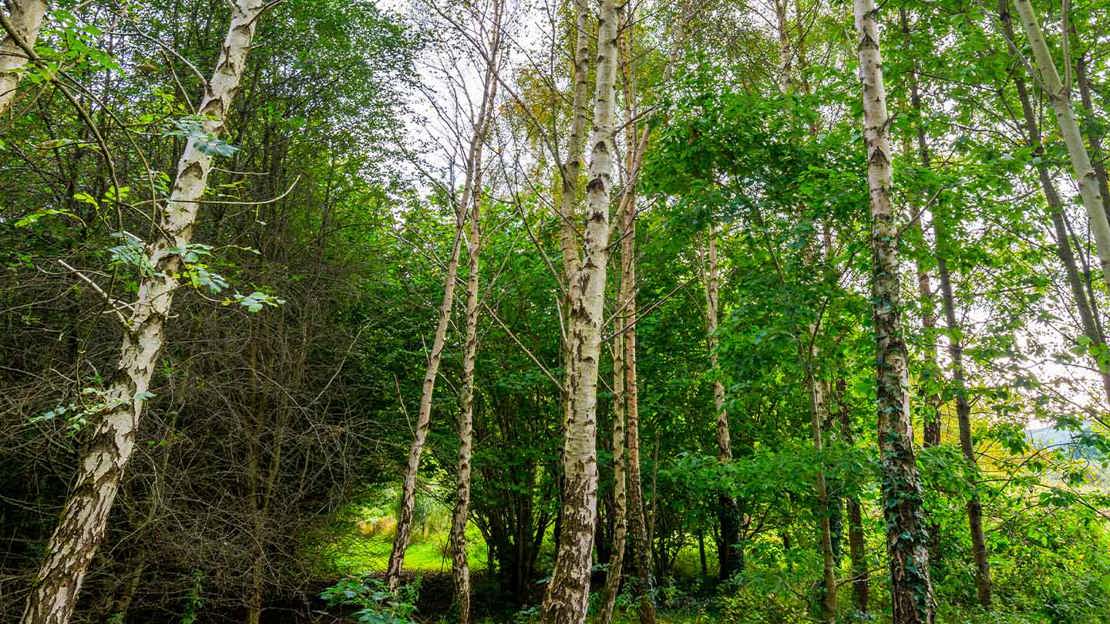 Birch trees and the landscape beyond