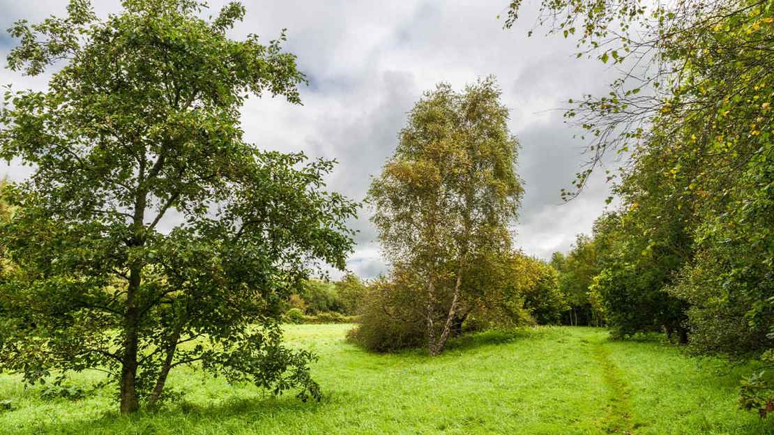 Grassy path surrounded by trees