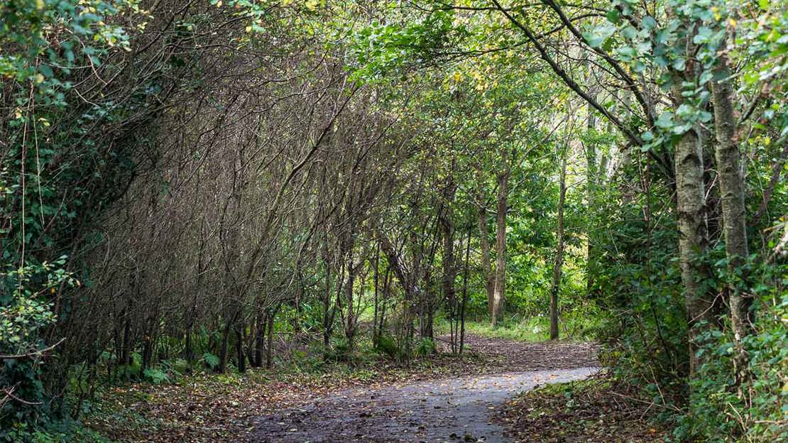 Surfaced walk bordered by trees