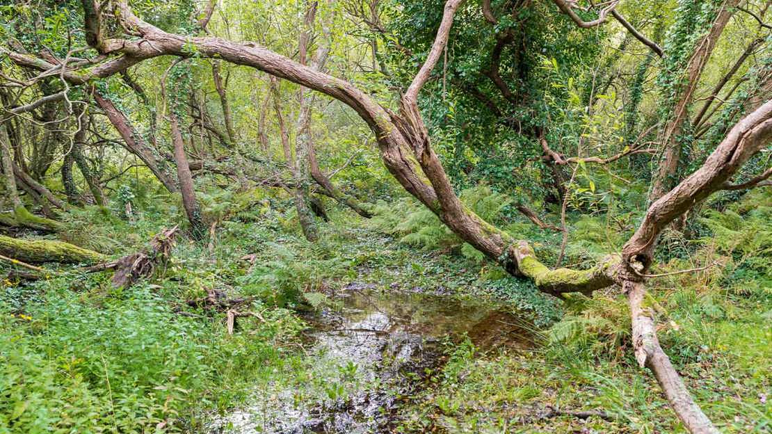 Tree limbs bent over water