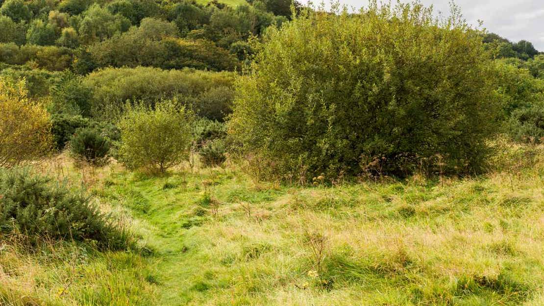 Open area with shrubs