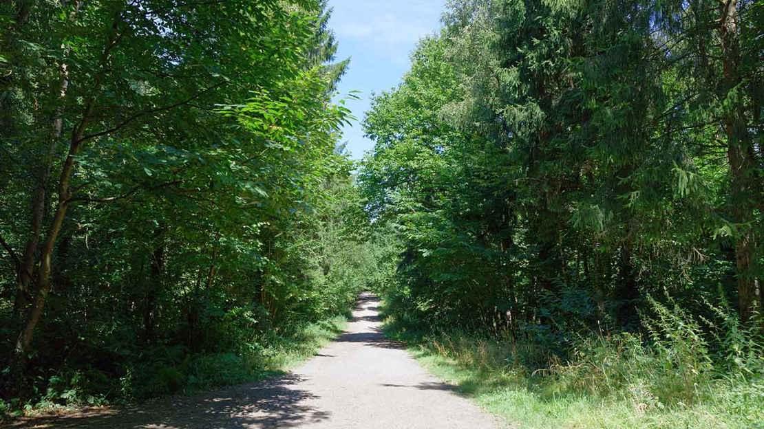 Surfaced path through trees at Greyfield Wood