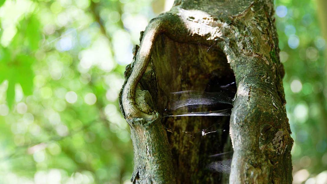 Spider webs in a tree hole