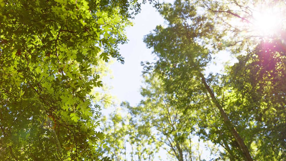 Sun flares shining through green tree leaves