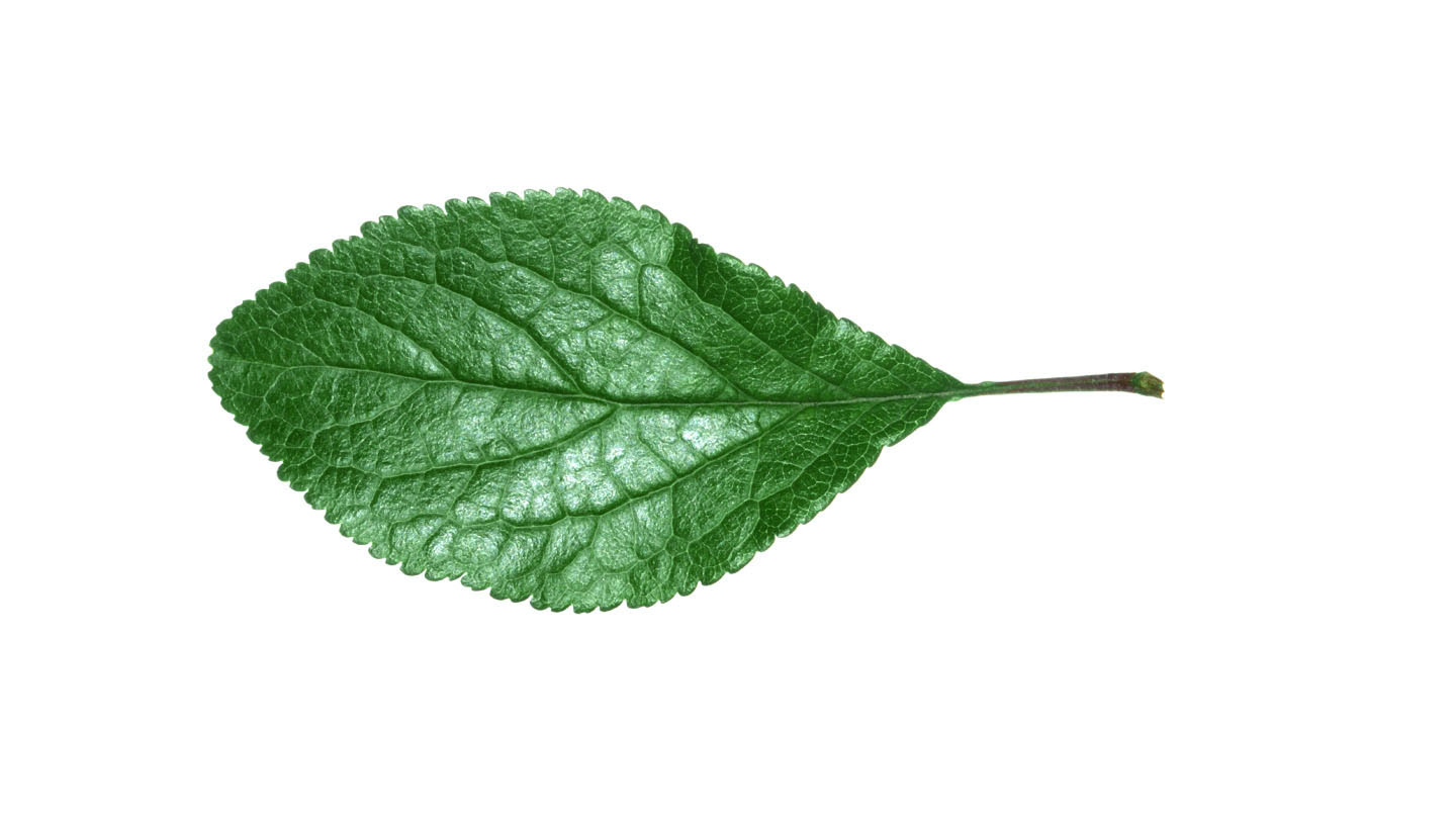Plum (Prunus domestica) - British Trees - Woodland Trust