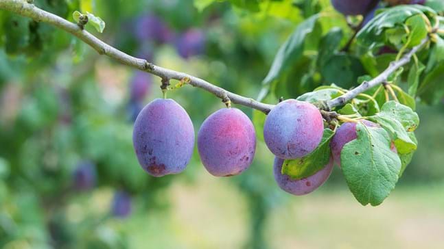 Wie man einen Pflaumenbaum dazu bringt, mehr Früchte zu tragen