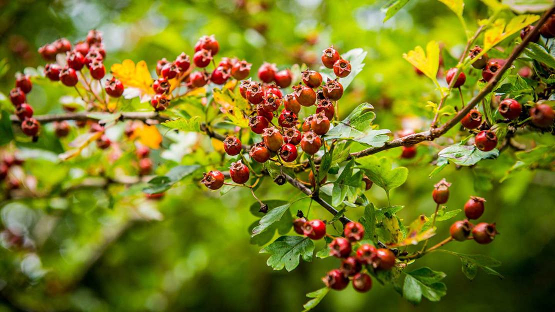 Close up of hawthorn berries