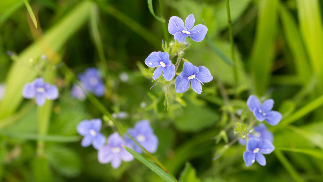 Blue germander speedwell flowers in grass