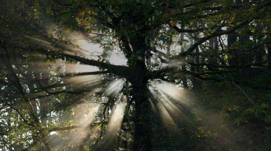 Sunlight beaming out from behind a sessile oak tree
