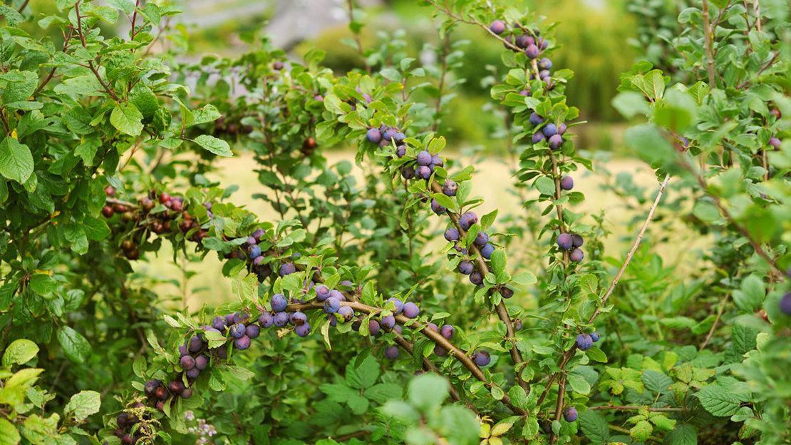 Plum growing wild in hedgerow