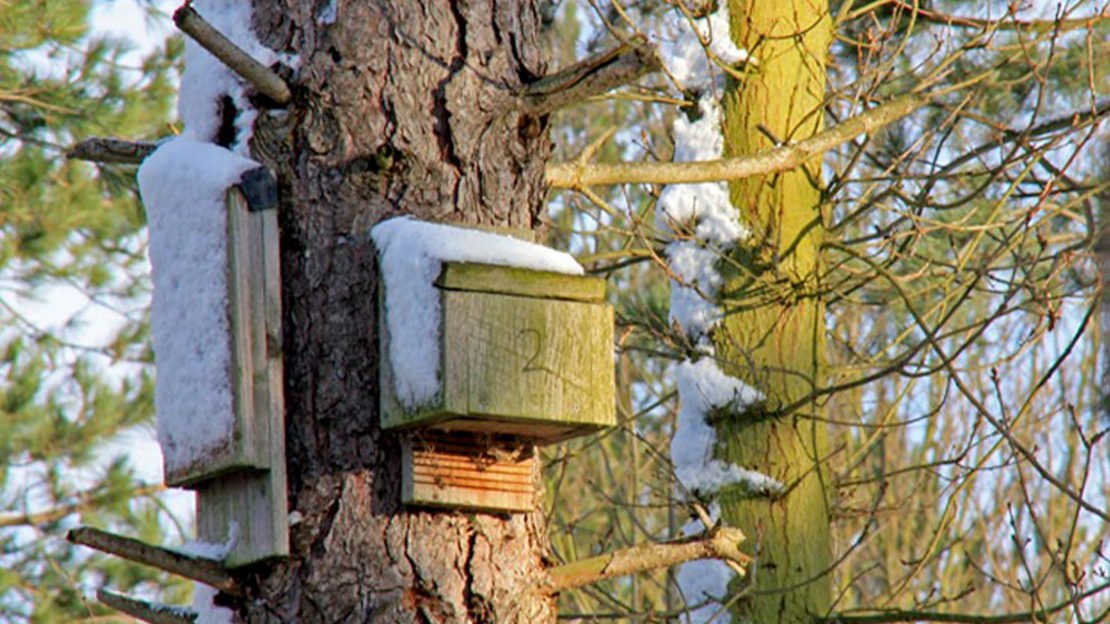 A wooden bat box attached to a tree trunk